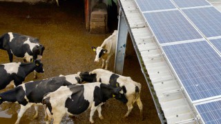Cowshed with solar panels on roof