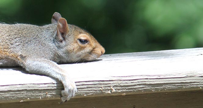 Image result for tired squirrel