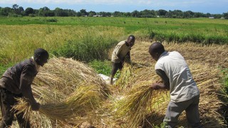 Threshing rice in Malawi