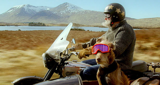 Dog riding in motorcycle sidecar