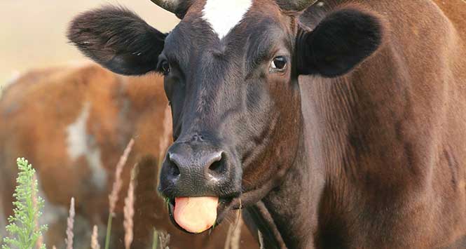 Cow sticking out tongue