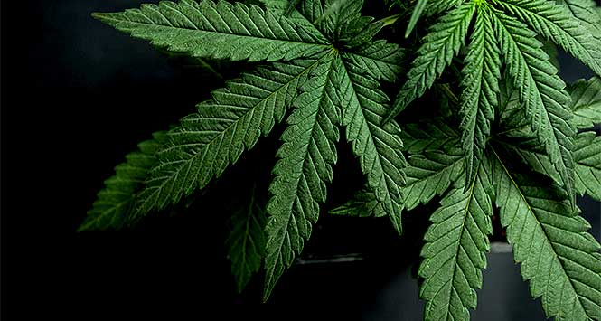 CBD source the cannabis plant