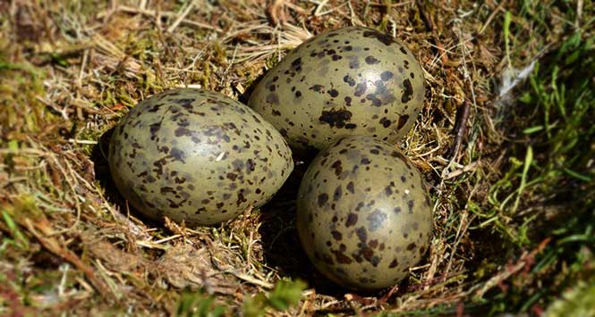 seagull eggs