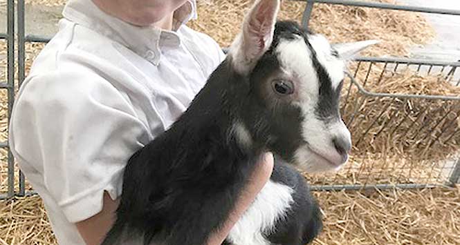 a baby goat