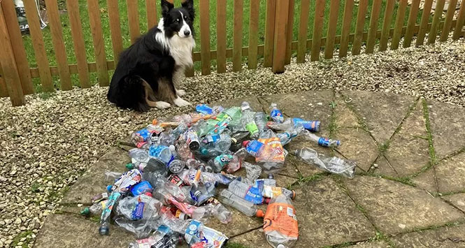 Border Collie with plastic bottles