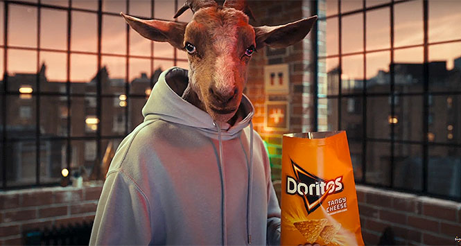 Goat eating Doritos